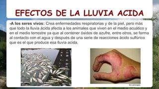 EFECTOS DE LA LLUVIA ACIDA
-A los seres vivos: Crea enfermedades respiratorias y de la piel, pero más
que todo la lluvia ácida afecta a los animales que viven en el medio acuático y
en el medio terrestre ya que al contener óxidos de azufre, entre otros, se forma
al contacto con el agua y después de una serie de reacciones ácido sulfúrico
que es el que produce esa lluvia acida.
 