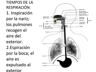 TIEMPOS DE LA RESPIRACIÓN: 1. Inspiración por la nariz; los pulmones recogen el aire del exterior. 2.Espiración por la boca; el aire es expulsado al exterior