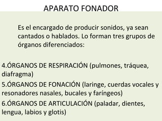 APARATO FONADOR Es el encargado de producir sonidos, ya sean cantados o hablados. Lo forman tres grupos de órganos diferenciados: ÓRGANOS DE RESPIRACIÓN (pulmones, tráquea, diafragma) ÓRGANOS DE FONACIÓN (laringe, cuerdas vocales y resonadores nasales, bucales y faríngeos) ÓRGANOS DE ARTICULACIÓN (paladar, dientes, lengua, labios y glotis)