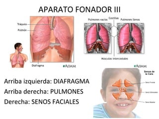 APARATO FONADOR III Arriba izquierda: DIAFRAGMA Arriba derecha: PULMONES Derecha: SENOS FACIALES