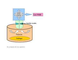 Se compone de tres aparatos:
 