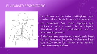 EL APARATO RESPIRATORIO
• La tráquea: es un tubo cartilaginoso que
conduce el aire desde la boca a los pulmones.
• Los pulmones: Son como esponjas que
reciben el aire a través de la tráquea.
Absorben el aire produciendo así el
intercambio gaseoso.
• El diafragma es un músculo situado en la base
de los pulmones. Su control voluntario hace
que actúe sobre los mismos y les permita
contraerse y expandirse.
 