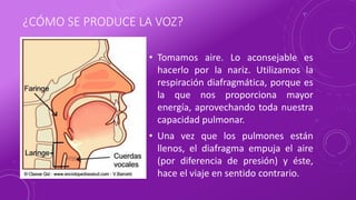 ¿CÓMO SE PRODUCE LA VOZ?
• Tomamos aire. Lo aconsejable es
hacerlo por la nariz. Utilizamos la
respiración diafragmática, porque es
la que nos proporciona mayor
energía, aprovechando toda nuestra
capacidad pulmonar.
• Una vez que los pulmones están
llenos, el diafragma empuja el aire
(por diferencia de presión) y éste,
hace el viaje en sentido contrario.
 