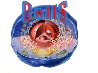 CellS 