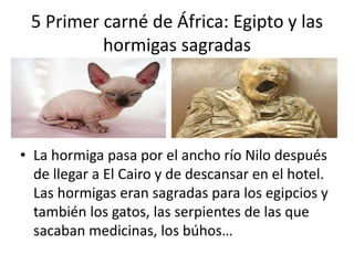La vuelta al mundo de la hormiga miga