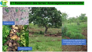 4.1 Restauration des terres: Aménagements antiérosifs
Paillage du sol
Cordons pierreux
Cordons pierreux végétalisés avec
Andropogon g. dont les tiges sont
valorisés dans l’artisanat
 