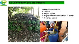 4.2 Valorisation des bio-intrants
Production et utilisation:
 compost
 engrais liquide
 Biopesticides à base d’extraits de plantes
 Semences locales
 