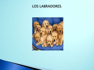 LOS LABRADORES.
 