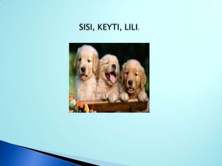SISI, KEYTI, LILI.
 