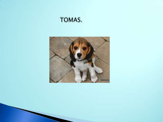 TOMAS.
 