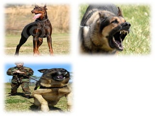 ANIMAL BARRIERS  Animals are used in partially providing a guarding system. Dogs are usually trained and utilized to serve as guard dogs. 