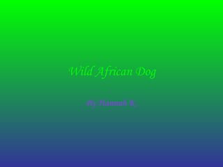 Wild African Dog By Hannah K. 