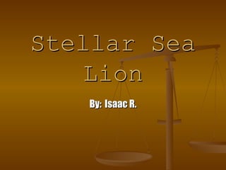 Stellar Sea Lion By:   Isaac R. 