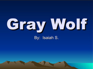 Gray Wolf By:  Isaiah S. 