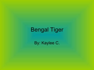 Bengal Tiger By: Kaylee C. 