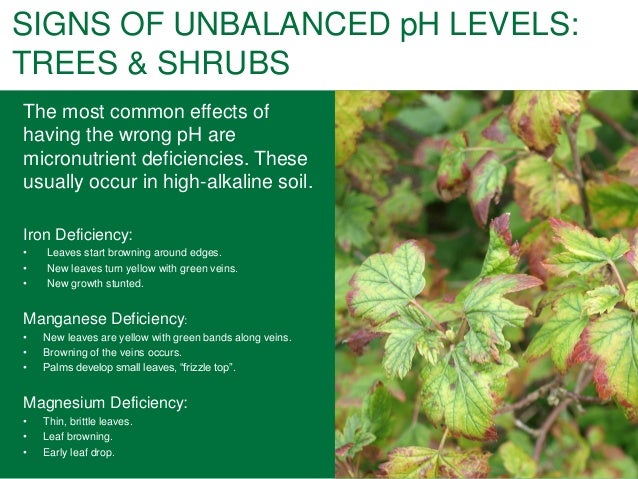 The Importance of Your Soil's ph Levels A Guide to Lawn