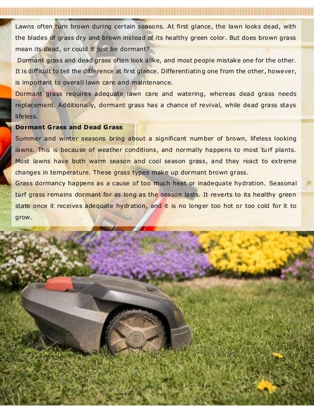 Lawn Care The Difference Between Dormant Grass and Dead Grass