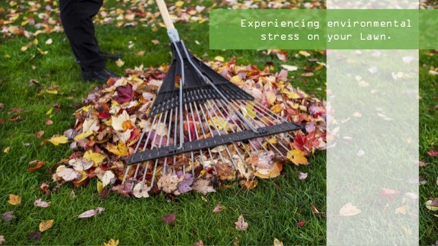 lawn care ideas