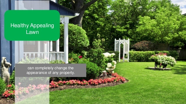 lawn care ideas