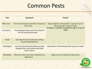 Common Pests
Pest Symptoms Control
White ants Form small mounds around the entrance to
their nests
Apply Srigent Gr ( Fipronil) @ 2 -3 gm per sq m or
Spray Spine @ 2ml per lit water
Or Baton ( Lambda Cyahalothrin) @ 2 ml per lit
waterCut worms Eat away grass stems near the surface of
the soil causing dead spots
Grubs Eat away the roots of grasses creating
brownish dead patches
Leafhoppers Suck the juice from grass blades causing
stripped white, then yellow and finally
brown leaves.
Spray Sitara ( Thiomethoxam) @ 1 gm per lit water
Nematodes Affect the roots, lawn takes a bleached out
appearance
Apply Furarus ( Carbofuran) 40 g /sq.m
 