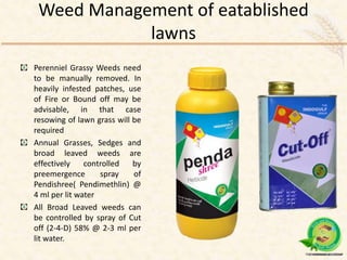 Weed Management of eatablished
lawns
Perenniel Grassy Weeds need
to be manually removed. In
heavily infested patches, use
of Fire or Bound off may be
advisable, in that case
resowing of lawn grass will be
required
Annual Grasses, Sedges and
broad leaved weeds are
effectively controlled by
preemergence spray of
Pendishree( Pendimethlin) @
4 ml per lit water
All Broad Leaved weeds can
be controlled by spray of Cut
off (2-4-D) 58% @ 2-3 ml per
lit water.
 