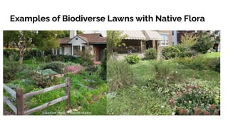 Examples of Biodiverse Lawns with Native Flora
 