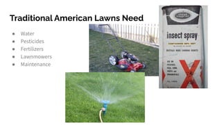 Traditional American Lawns Need
● Water
● Pesticides
● Fertilizers
● Lawnmowers
● Maintenance
 