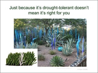 Just because it’s drought-tolerant doesn’t
         mean it’s right for you




                        http://www.citydirt.net/2008/01/
                                                           © Project SOUND
 