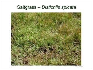 Saltgrass – Distichlis spicata




                            © Project SOUND
 