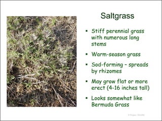 Saltgrass
 Stiff perennial grass
  with numerous long
  stems
 Warm-season grass
 Sod-forming – spreads
  by rhizomes
 May grow flat or more
  erect (4-16 inches tall)
 Looks somewhat like
  Bermuda Grass
                 © Project SOUND
 