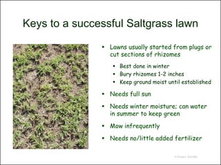 Keys to a successful Saltgrass lawn

                Lawns usually started from plugs or
                 cut sections of rhizomes
                   Best done in winter
                   Bury rhizomes 1-2 inches
                   Keep ground moist until established

                Needs full sun

                Needs winter moisture; can water
                 in summer to keep green

                Mow infrequently

                Needs no/little added fertilizer

                                         © Project SOUND
 