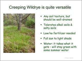 Creeping Wildrye is quite versatile

                  Any soil texture, but
                   should be well-drained
                  Tolerates alkali soils &
                   salty soils
                  Low/no fertilizer needed
                  Full sun to light shade
                  Water: it takes what it
                   gets – will stay green with
                   some summer water

                                    © Project SOUND
 
