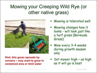 Mowing your Creeping Wild Rye (or
              other native grass)
                                                                                                Mowing is tolerated well
                                                                                                Mowing changes how it
                                                                                                 looks - will look just like
                                                                                                 a turf grass (Bermuda
                                                                                                 Grass)
                                                                                                Mow every 3-4 weeks
                                                                                                 during growth season
                               http://www.albrightseed.com/wildryeswalefilter.htm




                                                                                                 only
Hint: this grass spreads by
runners – may want to grow in                                                                   Set mower high – as high
contained area or limit water                                                                    as it will go is best
 http://www.treehugger.com/files/2008/09/review-push-reel-mower-lawnmower-sunlawn-lmm-40.php                      © Project SOUND
 
