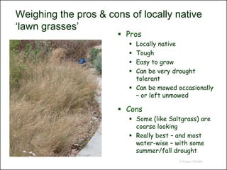 Weighing the pros & cons of locally native
‘lawn grasses’
                        Pros
                          Locally native
                          Tough
                          Easy to grow
                          Can be very drought
                           tolerant
                          Can be mowed occasionally
                           – or left unmowed

                        Cons
                          Some (like Saltgrass) are
                           coarse looking
                          Really best – and most
                           water-wise – with some
                           summer/fall drought
                                         © Project SOUND
 