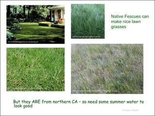 Native Fescues can
                                                                                                                       make nice lawn
                                                                                                                       grasses

                                                               http://www.ibot.cas.cz/krkonose/mm/mm.htm


http://turfgrassmanagement.psu.edu/species.cfm




http://www.mobot.org/gardeninghelp/plantfinder/Plant.asp?cod
e=G880                                                         http://www.soquelcreekwater.com/images/Pho-Grass_festuca_rubra.jpg




       But they ARE from northern CA – so need some summer water to
       look good
                                                                                                                                    © Project SOUND
 