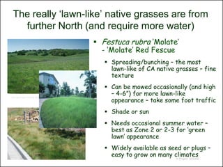 The really ‘lawn-like’ native grasses are from
   further North (and require more water)
                                                                          Festuca rubra ‘Molate’
                                                                           - ‘Molate’ Red Fescue
                                                                             Spreading/bunching – the most
                                                                              lawn-like of CA native grasses – fine
                                                                              texture
                                                                             Can be mowed occasionally (and high
                                                                              – 4-6”) for more lawn-like
                                                                              appearance – take some foot traffic
http://geoimages.berkeley.edu/geoImages/BainCalif/CAL400/BUNGRASS.HTML




                                                                             Shade or sun
                                                                             Needs occasional summer water –
                                                                              best as Zone 2 or 2-3 for ‘green
                                                                              lawn’ appearance
                                                                             Widely available as seed or plugs –
                                                                              easy to grow on many climates
                                                                                                     © Project SOUND
 