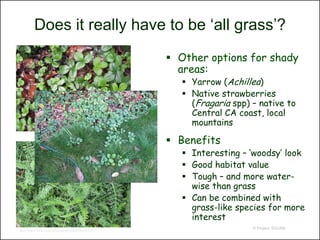 Does it really have to be ‘all grass’?
                                                   Other options for shady
                                                    areas:
                                                      Yarrow (Achillea)
                                                      Native strawberries
                                                       (Fragaria spp) – native to
                                                       Central CA coast, local
                                                       mountains

                                                   Benefits
                                                      Interesting – ‘woodsy’ look
                                                      Good habitat value
                                                      Tough – and more water-
                                                       wise than grass
                                                      Can be combined with
                                                       grass-like species for more
                                                       interest
                                                                      © Project SOUND
http://www.flickr.com/photos/spidra/2290393751/
 