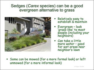 Sedges (Carex species) can be a good
              evergreen alternative to grass

                                                    Relatively easy to
                                                     establish & maintain
                                                    Evergreen – look
                                                     ‘grass-like’ to most
                                                     people (including your
                                                     neighbors)
                                                    Can take a little
                                                     more water – good
                                                     for wet areas near
http://blueplanetgardening.com/art-lawnsubs.html     neighbor’s lawn


  Some can be mowed (for a more formal look) or left
   unmowed (for a more informal look)
                                                                © Project SOUND
 