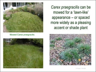 Carex praegracilis can be
                                                                 mowed for a ‘lawn-like’
                                                                appearance – or spaced
                                                                more widely as a pleasing
http://www.flickr.com/photos/fross/3237730086/in/photostream/
                                                                 accent or shade plant
           Mowed Carex praegracilis




http://www.calown.com/nativegarden_plants.html
                                                                               © Project SOUND
 
