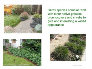 Carex species combine well
                                                        with other native grasses,
                                                        groundcovers and shrubs to
                                                        give and interesting a varied
                                                        appearance

http://www.satoridesigns.net/?p=19




http://www.flickr.com/photos/eastbaywilds/2673289141/
                                                                          © Project SOUND
 