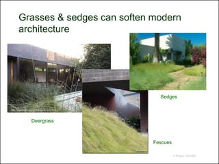 Grasses & sedges can soften modern
      architecture




                                            Sedges

http://www.asla.org/2009awards/612.html



                 Deergrass



                                          Fescues

                                                    © Project SOUND
 