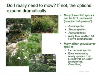 Do I really need to mow? If not, the options
expand dramatically
                            Many ‘lawn-like’ species
                             can be left un-mowed
                             (‘ornamental grasses’)
                                 Carex species
                                 Juncus species
                                 Fescue species
                                 Many local & other CA
                                  Native bunchgrasses

                            Many other groundcover
                             species
                               Herbaceous species
                               Even low-growing
                                woody species from
                                N./Central CA coast
                                [Manzanitas;
                                Ceanothus]

                                          © Project SOUND
 