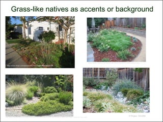 Grass-like natives as accents or background




                                                                                                                           http://www.cnps.org/cnps/grownative/tips/lawn_alternatives.php
  http://www.flickr.com/photos/83213315@N00/498800058




                                                                                                                                                                           © Project SOUND
http://www.thedigeratilife.com/blog/index.php/2008/06/04/save-money-and-conserve-water-with-these-7-ideas-for-your-yard/
 