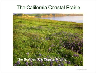 The California Coastal Prairie




      The Northern CA Coastal Prairie

http://www.geog.ucsb.edu/~joel/g148_f09/lecture_notes/north_coast/north_coast.html

                                                                                     © Project SOUND
 