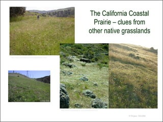 The California Coastal
                                                                                 Prairie – clues from
                                                                               other native grasslands


http://www.savetejonranch.org/all/index.html




                                               http://www.coastalzone-ca.com/realworld.htm


                                                                                             © Project SOUND
 