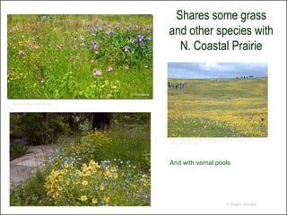 Shares some grass
                                and other species with
                                  N. Coastal Prairie



http://philipsgardenblog.com/




                                http://www.elkhornsloughctp.org/training/show_train_detail.php?T
                                RAIN_ID=CoyEJZ39




                                And with vernal pools




                                                                      © Project SOUND
 