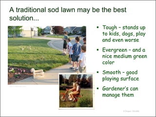 A traditional sod lawn may be the best
solution...
                             Tough – stands up
                              to kids, dogs, play
                              and even worse
                             Evergreen – and a
                              nice medium green
                              color
                             Smooth – good
                              playing surface
                             Gardener’s can
http://molkkyusa.com/




                              manage them

                                       © Project SOUND
 