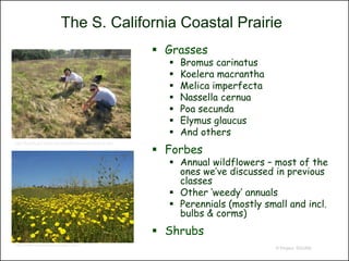 The S. California Coastal Prairie
                                                            Grasses
                                                                Bromus carinatus
                                                                Koelera macrantha
                                                                Melica imperfecta
                                                                Nassella cernua
                                                                Poa secunda
                                                                Elymus glaucus
                                                                And others
                                                            Forbes
http://faculty.jsd.claremont.edu/dthomson/studentres.htm




                                                              Annual wildflowers – most of the
                                                               ones we’ve discussed in previous
                                                               classes
                                                              Other ‘weedy’ annuals
                                                              Perennials (mostly small and incl.
                                                               bulbs & corms)
                                                            Shrubs
http://www.caopenspace.org/pv1.html
                                                                                     © Project SOUND
 