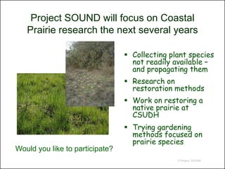 Project SOUND will focus on Coastal
   Prairie research the next several years

                                  Collecting plant species
                                   not readily available –
                                   and propagating them
                                  Research on
                                   restoration methods
                                  Work on restoring a
                                   native prairie at
                                   CSUDH
                                  Trying gardening
                                   methods focused on
                                   prairie species
Would you like to participate?
                                                © Project SOUND
 