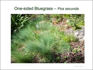 One-sided Bluegrass – Poa secunda




http://www.baynatives.com/plants/Poa-secunda/
                                                © Project SOUND
 